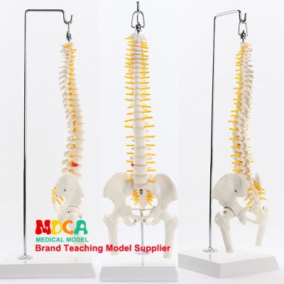 The human body vertebra model with pelvis femoral coccyx bone lumbar cervical spine bonesetting medical teaching materials