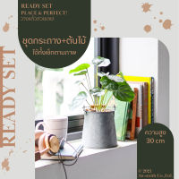 Cheerful Set-Polyscia ต้นโพลีเซีย พร้อมกระถาง ชุด เซ็ทพร้อมโชว์ ของตกแต่งบ้าน สุดคุ้ม แจกัน ราคาต่อ 1 ชุด