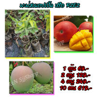 มะม่วงR2E2หรือมะม่วงแอปเปิ้ล (1 ต้น) ผลสุกผิวผลจะมีสีเหลืองอมแดง เนื้อสีเหลืองมะนาว ไม่มีเสี้ยน รสชาติหวาน มีต้นพันธุ์พร้อมส่ง