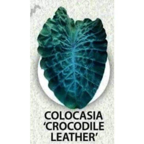 promotion-สุดคุ้ม-โคโลคาเซียหนังจรเข้-colocasia-crocodile-leather-ราคาถูก-พรรณ-ไม้-น้ำ-พรรณ-ไม้-ทุก-ชนิด-พรรณ-ไม้-น้ำ-สวยงาม-พรรณ-ไม้-มงคล