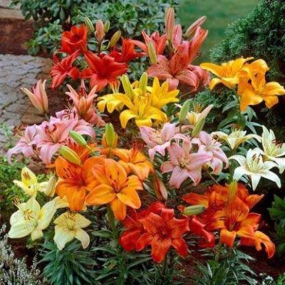 20 เมล็ดพันธุ์ ต้นดอกลิลลี ดอกลิลลี่ Lily seed. Lilies (Lilium spp.) เป็นดอกไม้ ที่แทนสัญลักษณ์แห่งความรัก อัตราการงอก 80-85%.