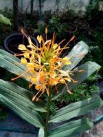 2เหง้า/ออเดอร์ เหง้า ว่านมหาหงส์ สเลเต (Hedychium coronarium Flowers) ดอกสีเหลือง ดอกหอมมาก เหง้าบดผสมน้ำผึ้ง เชื่อว่าเป็นไม้มงคลทางเมตตามหานิยม ชาวไทใหญ่นิยมใช้ดอกมหาหงส์บูชาพระ