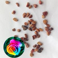 กุหลาบ พันธุ์ Rainbow Rose Seeds30 เมล็ดพันธุ์ Garden Seed  ดอกใหญ่ สินค้านำเข้า