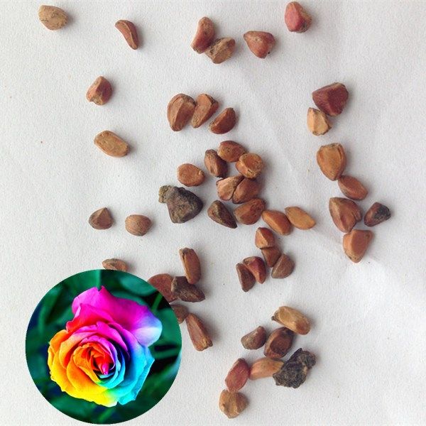 30-เมล็ด-เมล็ดพันธุ์-garden-กุหลาบ-พันธุ์-rainbow-rose-seed-ดอกใหญ่-นำเข้าจากต่างประเทศ-พร้อมคู่มือ