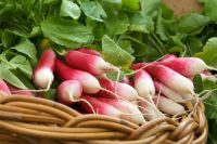 French Breakfast Radish (200 seeds) เรดิช เบรคฟาส ฝรั่งเศส (200 เมล็ด)