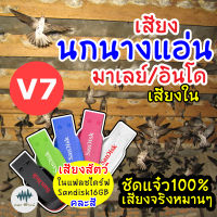 เสียงนกนางแอ่นมาเลย์อินโด (เสียงใน) V.7 เมม/แฟลชไดร์ฟเสียงนกนางแอ่น มีเก็บเงินปลายทาง ชัดแจ๋ว เข้าไว100% ไม่มีโฆษณาแทรก (MP3 เสียงต่อสัตว์)