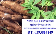 6 KG CỦ KHOAI MÌ RUỘT VÀNG DẺO THÁI LAN CAM KẾT SẠCH MỚI ĐÀO 100%- SIÊU