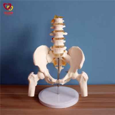 Section 5 lumbar with pelvic skeleton model human body skeleton model simulation bonesetting assembled medical reality teaching