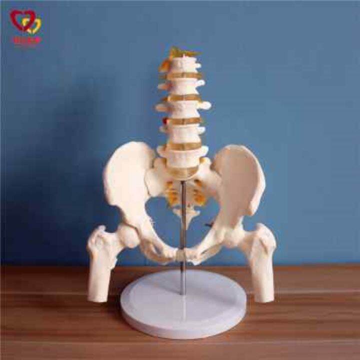 section-5-lumbar-with-pelvic-skeleton-model-human-body-skeleton-model-simulation-bonesetting-assembled-medical-reality-teaching