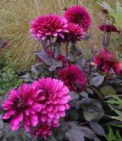 20 เมล็ดพันธุ์ รักเร่ Dahlia Seeds สายพันธุ์ PURPLE FLAME สีม่วง รักเร่ รักแรกพบ ดอกไม้แห่งมิตรภาพ ความรักเริ่มต้น เพาะเลี้ยงง่าย ตั้งโต๊ะทำงาน