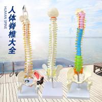 1:1 adult human spine model practice medicine bonesetting cervical spine model lumbar spine model frame