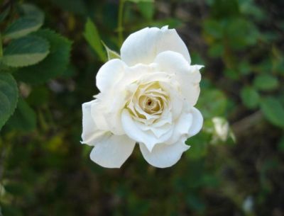 30 เมล็ด เมล็ดพันธุ์ ดอกกุหลาบ สีขาว พันธุ์แคระ กุหลาบจิ๋ว Rose seed