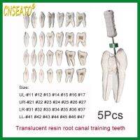 5ชิ้นรูปแบบฟันรากฟันเทียมบล็อกฝึกหัดทันตกรรมเยื่อโพรงแทนที่ไฟตั้งโต๊ะ Zjright ฝึกฟันเรซิน