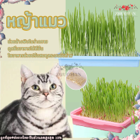 หญ้าแมว อาหารแมว หญ้าเเมว ชุดปลูกข้าวสารี หญ้าแมวแบบกล่อง ต้นอ่อนข้าวสาลี ชุดปลูกต้นอ่อนข้าวสาลี ปลูกง่าย โตไว ทันใจทาสแมว