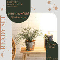 Homequarterbkk-Mellow Set-Milk Bush ต้นพญาไร้ใบ ชุด เซท เซ็ทพร้อมโชว์ ของตกแต่งบ้าน ต้นไม้ปลอม พร้อมกระถางสังกะสีลายพลีท ราคาต่อ 1 ชุด