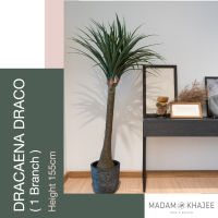 ต้นเลือดมังกร - Dracaena Draco 150CM ต้นไม้ปลอมเกรดพรีเมี่ยมเพื่อการตกแต่ง ต้นไม้ประดิษฐ์ สไตล์ลอฟ โมเดิร์น มินิมอล Premium Artificial Plant by Madam Khajee