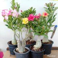 12 เมล็ด เมล็ดพันธุ์ ชวนชม สายพันธุ์ฮอลแลนด์ คละสี Adenium Seeds กุหลาบทะเลทราย Desert Rose ราชินีบอนไซ อัตราการงอก 80-90%