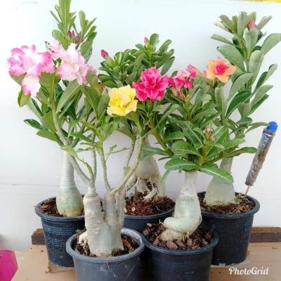 12 เมล็ด เมล็ดพันธุ์ ชวนชม สายพันธุ์ฮอลแลนด์ คละสี Adenium Seeds กุหลาบทะเลทราย Desert Rose ราชินีบอนไซ อัตรางอก 80-90% มีคู่มือปลูก