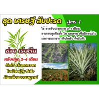 ชุดเศรษฐีสับปะรดสูตร 1 ชุดรวมอาหารพืชสูตรสมดุล เหมาะสำหรับ ช่วงอายุ 2-4 เดือน ช่วย เร่งออกราก ติดไว ใบเขียว ต้นแข็งแรง