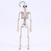 Flexible Human Anatomical Anatomy bone Skeleton Model Medical Wholesale Medical Learn Aid Anatomy art sketch 40CM Halloween
