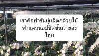 ( Promotion+++) คุ้มที่สุด กล้วยไม้ฟาแลนนอปซิส รุ่นต้นกล้าไม่แทงช่อดอก เลี้ยงต่อ รอดอกไปบานต่อที่ลูกค้า ต้นรากใบสมบูรณ์ ( กระถาง 3.5 นิ้ว ) ราคาดี พรรณ ไม้ น้ำ พรรณ ไม้ ทุก ชนิด พรรณ ไม้ น้ำ สวยงาม พรรณ ไม้ มงคล