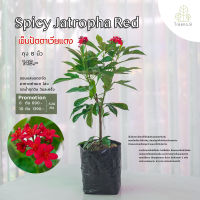 Treeno.9 T293 ดอกเข็มปัตตาเวียร์ ดอกสีแดง (Spicy Jatropha) กระถาง 10 นิ้ว / สูง 50-60 cm. / ไม้ประดับ ไม้ดอก ไม้ด่าง (ต้นไม้)