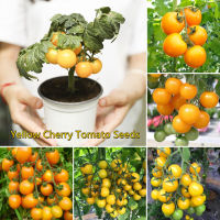 เมล็ด คุณภาพดี ราคาถูก เมล็ดพันธุ์แท้ 100% 100Pcs Yellow Cherry Tomato Seeds Sweet and Delicious Fruit Seeds พันธุ์ไม้ผล เมล็ด เมล็ดพันธุ์ผัก ต้นผลไม้ ต้นไม้ตกแต่ง บอนไซแคระ Plants Seeds for Home &amp; Garden Planting