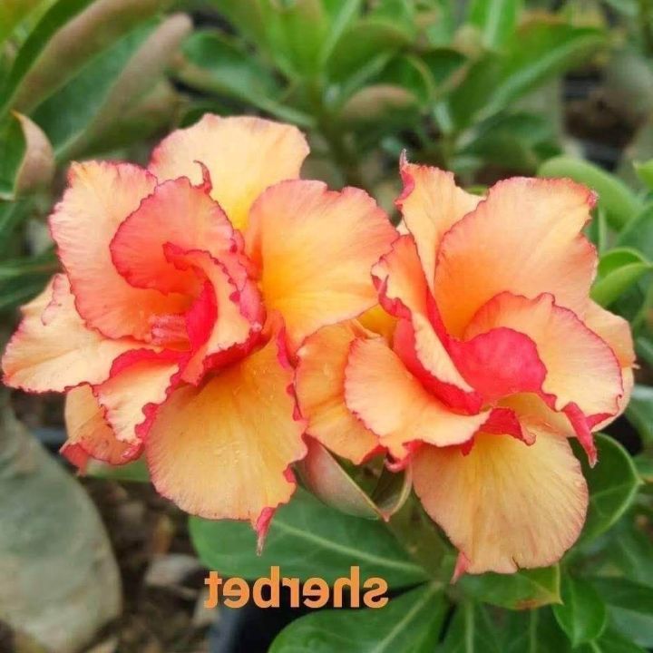 10-เมล็ด-เมล็ดพันธุ์-garden-ชวนชม-สายพันธุ์-taiwan-ดอกสีส้ม-โอรส-adenium-seed-กุหลาบทะเลทราย-desert-rose-ราชินีบอนไซ-เมล็ดปลูก-ตกแต่งสวน-อัตรางอก-80-90