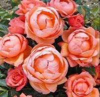 30 เมล็ด เมล็ดพันธุ์ กุหลาบ สีส้ม พันธุ์ Lady Marmalade Rose Seeds ดอกใหญ่ ดอกหอม นำเข้าจากต่างประเทศ พร้อมคู่มือ เมล็ดสด ใหม่