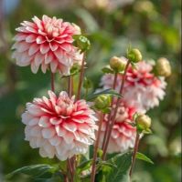 1 หัว/ชุด รักเร่ Dahlia Bulb สายพันธุ์ Larrys Love หัวรักเร่ ดอกไม้ หัวหน่อ เหง้า นำเข้า เนเธอร์แลน หัวสดใหม่