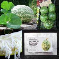 เมล็ดพันธุ์ แตงหูฉลาม Chilacayote, Shark Fin Squash Seed 5 เมล็ด คุณภาพดี ราคาถูก ของแท้ 100%