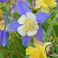 เมล็ดพันธุ์ โคลัมไบน์ aquilegia vulgaris var. stellata columbine barlow 50 เมล็ด เมล็ดพันธุ์นำเข้าจากอังกฤษ