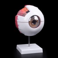 3X หุ่นกายวิภาคลูกตา6X โมเดลรูปตาการเรียนรู้และอุปกรณ์การสอนเปลือกตาทรัพยากรการสอนวิทยาศาสตร์