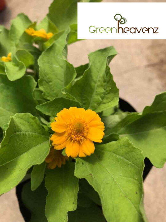 GHZ Melampodium Butter Daisy Flower Live Plant Pokok Bunga 皇帝菊 Lazada