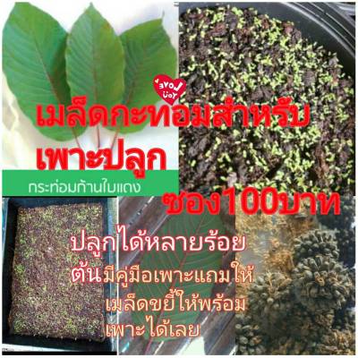 เมล็ดสำหรับเพาะปลูกซอง1000เมล็ด100บาทแถมคู่มือเพาะปลูกแถมเมล็ดผักสวนครัวทุกท่านไว้ปลูกทานเองไร้สาร