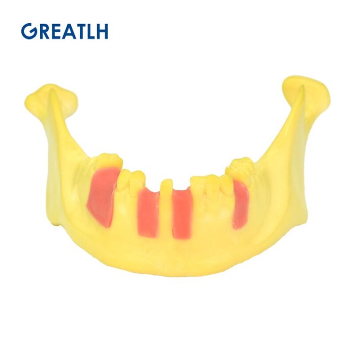 dental-mandible-model-dental-training-model-tool-dental-lab-instrument