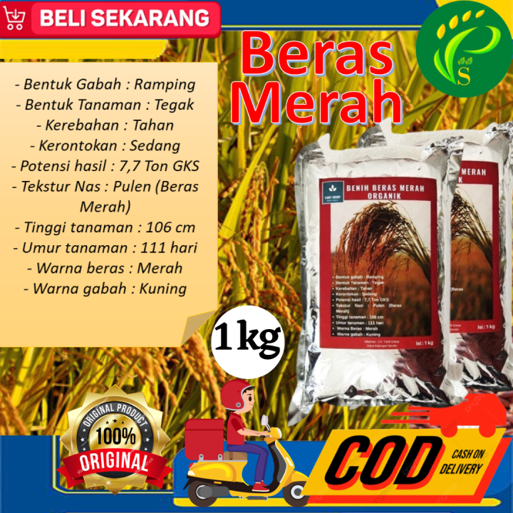 Benih Padi Unggul Beras Merah 1kg Lazada Indonesia