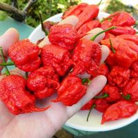 พริกเผ็ดดด!!!ที่สุดในโลก?carolina reaper?ถูกที่สุด25บ.?carolina reaper 5 เมล็ด?ปลูกง่าย ☘️ขึ้นไว ? เผ็ดที่สุด