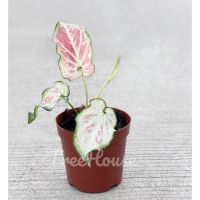 ( Promotion+++) คุ้มที่สุด บอนสี ของขวัญ สีหวานมาก น่ารักมาก (Caladium sp. khongkwan) กระถาง 4 นิ้ว ราคาดี พรรณ ไม้ น้ำ พรรณ ไม้ ทุก ชนิด พรรณ ไม้ น้ำ สวยงาม พรรณ ไม้ มงคล