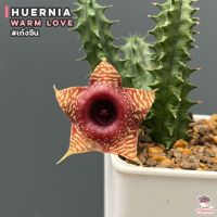 เก๋งจีน Huernia Warm Love แคคตัส กระบองเพชร cactus&amp;succulent