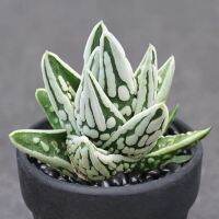 ( Pro+++ )++ (tianszl) Haworthia pumila cv. Tears of Angels ไม้อวบน้ำ Succulents (ไลทอป Lithops แคคตัส) 6-7cm ราคาดี ต้นไม้ ฟอก อากาศ กระถาง ต้นไม้ ไม้ ประดับ ต้นไม้ ปลูก ใน บ้าน