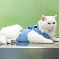 ZZOOI Pet Cat Recovery Suit After Surgery Elastic Professional Surgical Bandage Shirt Costume Soft Pet Puppy Kitten Care Supplies