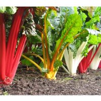 เมล็ดผักเรนโบว์สวิสชาร์ตคละสี -  MIX SWISS CHARD  บรรจุซอง100 เมล็ด  สีสวย ปลูกง่าย โตไว ชอบแดดปลูกได้ทุกภาคของประเทศสวิ