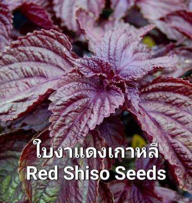 ใบงาแดงเกาหลี🍃Red Perilla Seeds เมล็ดพันธุ์ใบงาแดงเกาหลี ใบงาปูซาน🍃  บรรจุ 100 เมล็ด ใบงา