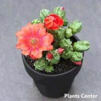 HOTอันดับ1 (taotl)เพชร แคคตัส โมโมทา โร่ หรือ นักกล้ามเด็ก cactus Echinocereus Pentalophus cv. Momotaro ส่งทั่วไทย ต้นไม้ ฟอก อากาศ กระถาง ต้นไม้ ไม้ ประดับ ต้นไม้ ปลูก ใน บ้าน