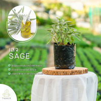 Treeno.9 T182 เสจ - กลิ่นหอม (Sage) ถุง 6 นิ้ว / สูง 20-30 ซม. / สมุนไพรฝรั่ง ดีต่อสุขภาพ - Herb (ต้นไม้)