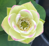 3 Seeds เมล็ดพันธุ์บัว บัวนอก บัวสายงาม บัวฉัตร บัวประดับสวน สายพันธุ์ Pink Beauty Lotus สีชมพู สดใส หวานเจี๊ยบ Waterllily Lotus Seeds