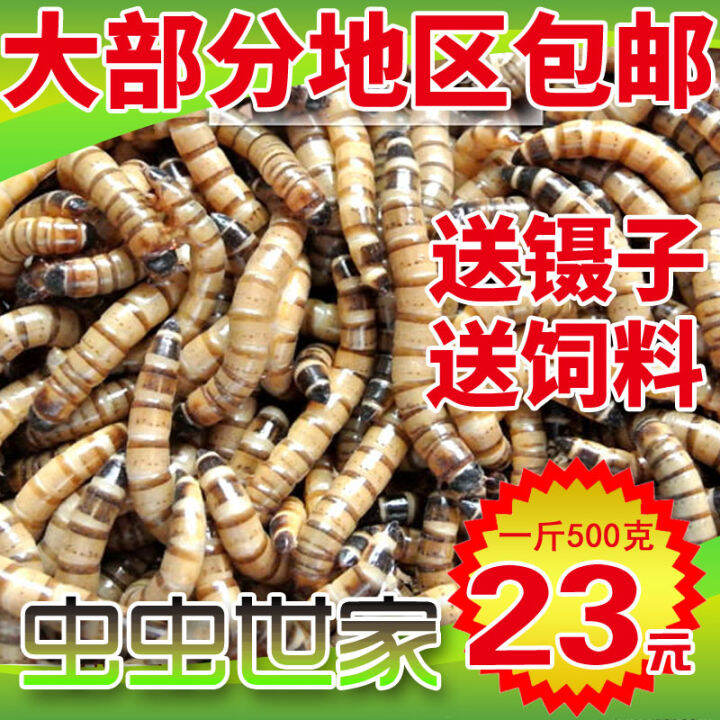 Barley Insect Live Super Mealworm Live Insect Lizard Turtle Bird Fish