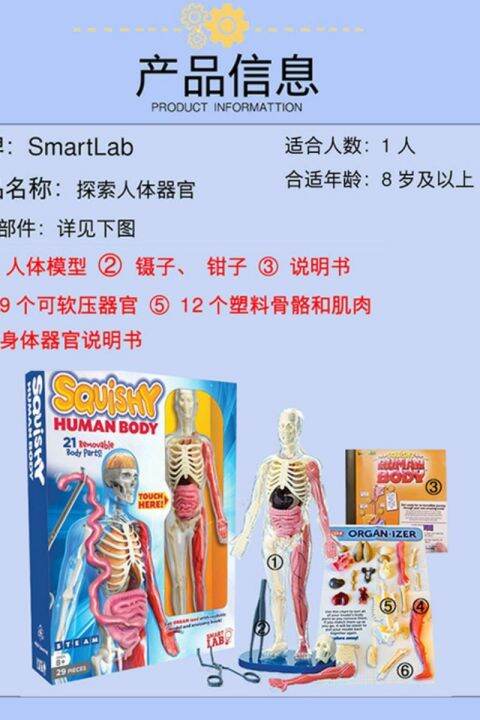 smartlab-model-toys-for-children-to-explore-the-human-anatomy-organs-need-brain-stem-bone-science-experiments