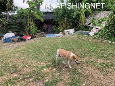 ตาข่ายเล้าไก่ ตาข่ายเลี้ยงไก่  ตาข่ายกันหมา ตะข่าย สินค้าใหม่เกรดเอ อายุการใช้งานกลางแดดกลางฝนมากกว่า 5 ปี